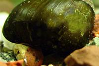 Olive Nerite Thumbnail