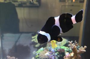 Black Clownfish Thumbnail