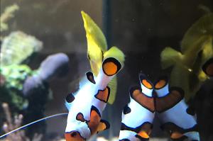 Davinci clownfish Thumbnail