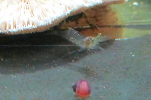 Ghost (Glass) Shrimp - Freshwater Thumbnail