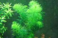 Myriophyllum guyana Thumbnail