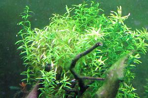 Rotala rotundifolia Thumbnail