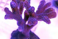 Purple Stylophora Coral Thumbnail