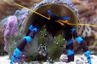 Electric Blue Hermit Crab Thumbnail