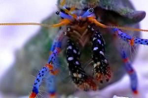 Blue Legged Hermit Crab Thumbnail