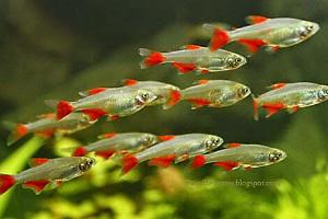 Bloodfin tetra Thumbnail