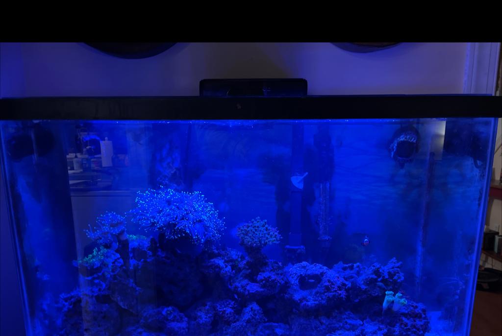 My Aquarium on Jan 17, 2022