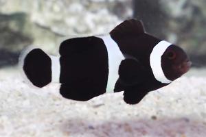 Black Ocelaris Clownfish Thumbnail