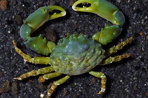 Emerald Crab Thumbnail