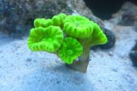 Candy Cane Coral Thumbnail