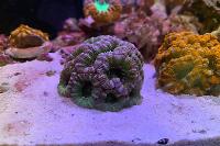 Acan, Mean Green Thumbnail