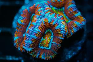 Acan, Rainbow Thumbnail