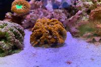 Acan, Orange Thumbnail