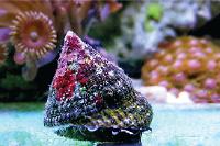 Astraea Conehead Snail Thumbnail