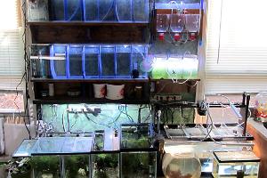 Breeding nook tanks on January 21, 2022