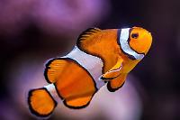 Ocellaris Clownfish Thumbnail