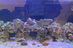 40g Mixed Reef Thumbnail