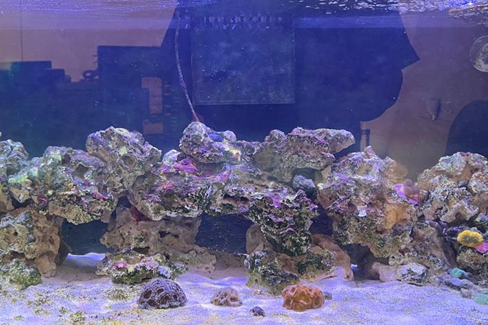 40g Mixed Reef Thumbnail