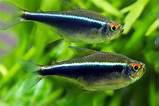 Black Neon Tetra Thumbnail