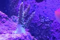 Pink Acropora Thumbnail