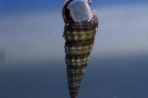 Dwarf Cerith Snail Thumbnail