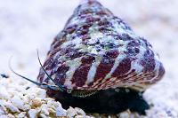 Banded Trochus Snail Thumbnail