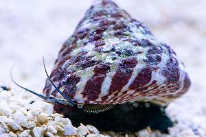 Banded Trochus Snail Thumbnail