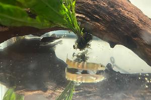 Tri-banded Sumo loach Thumbnail