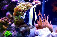 Moorish Idol