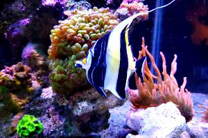 Moorish Idol Thumbnail