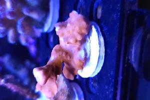 JF Red Hot Montipora Setosa Thumbnail