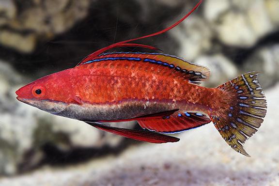 Longfin Fairy Wrasse / Cirrhilabrus rubriventralis 85