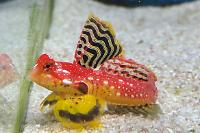 Red Scooter Dragonet Thumbnail