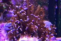 Peach frogspawn Thumbnail