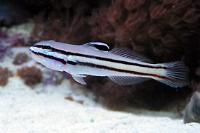 Sleeper Railway Goby