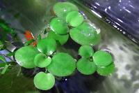 Amazon Frogbit Thumbnail