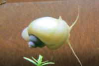 Mystery Snail 