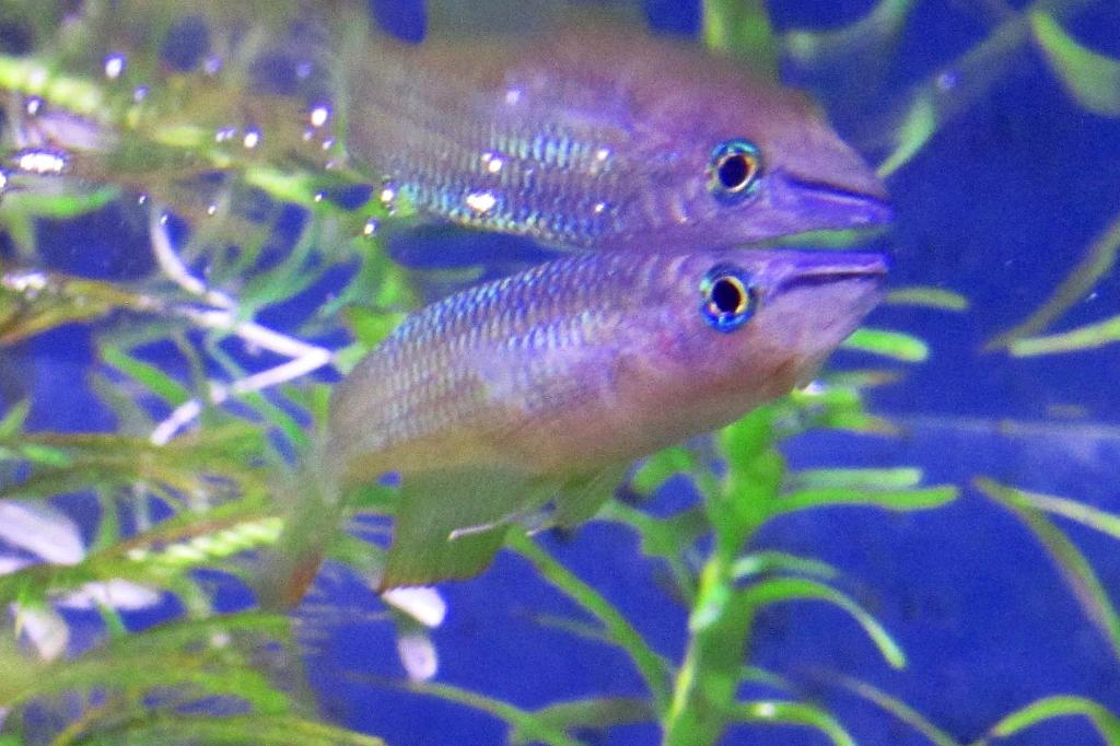 Striped Panchax / Aplocheilus lineatus 6