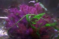 Red Bush Macroalgae Thumbnail