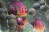 Mystery Snail 