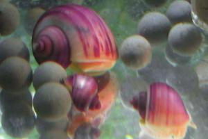 Mystery Snail 