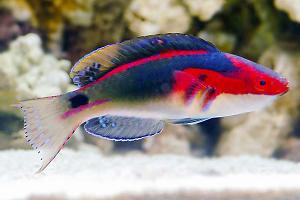 Exquisite Fairy Wrasse Thumbnail