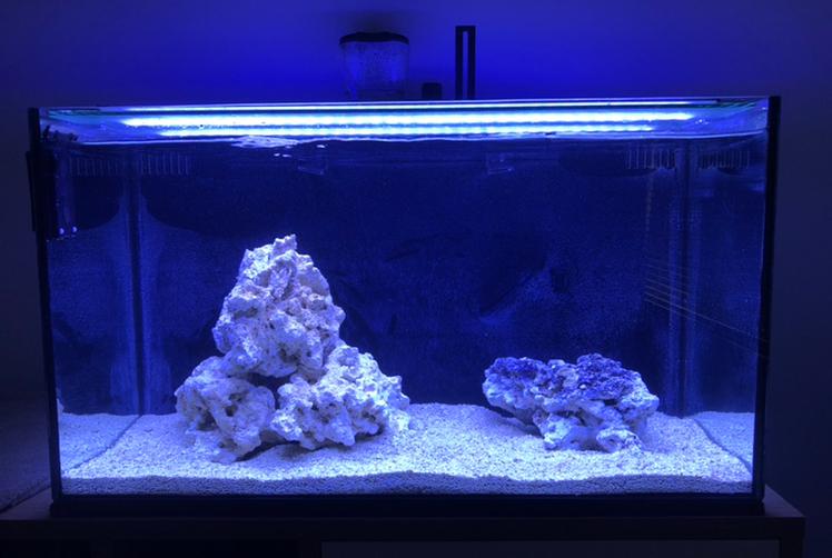 LPS Office Nano Reef on Feb 5, 2022