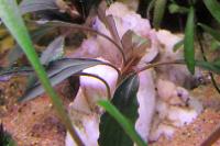 Bucephalandra catherinae