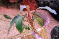 Bucephalandra 'red center'