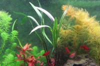 Cryptocoryne spiralis