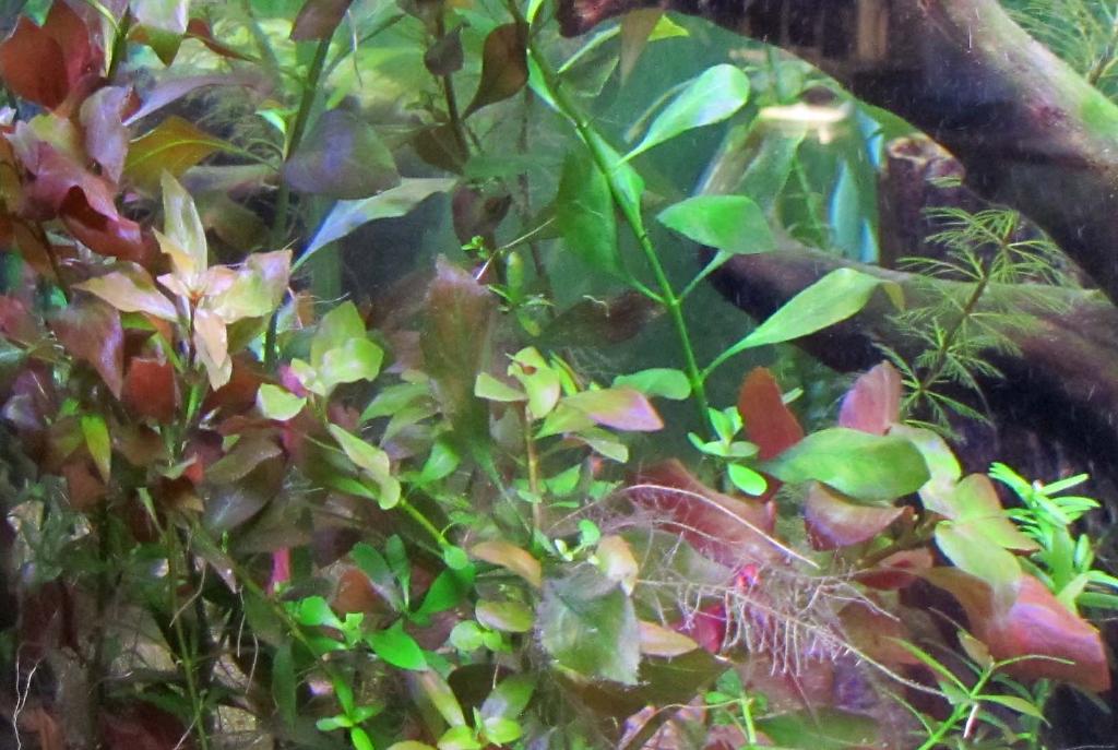 Rotala Colorata