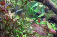 Rotala Colorata