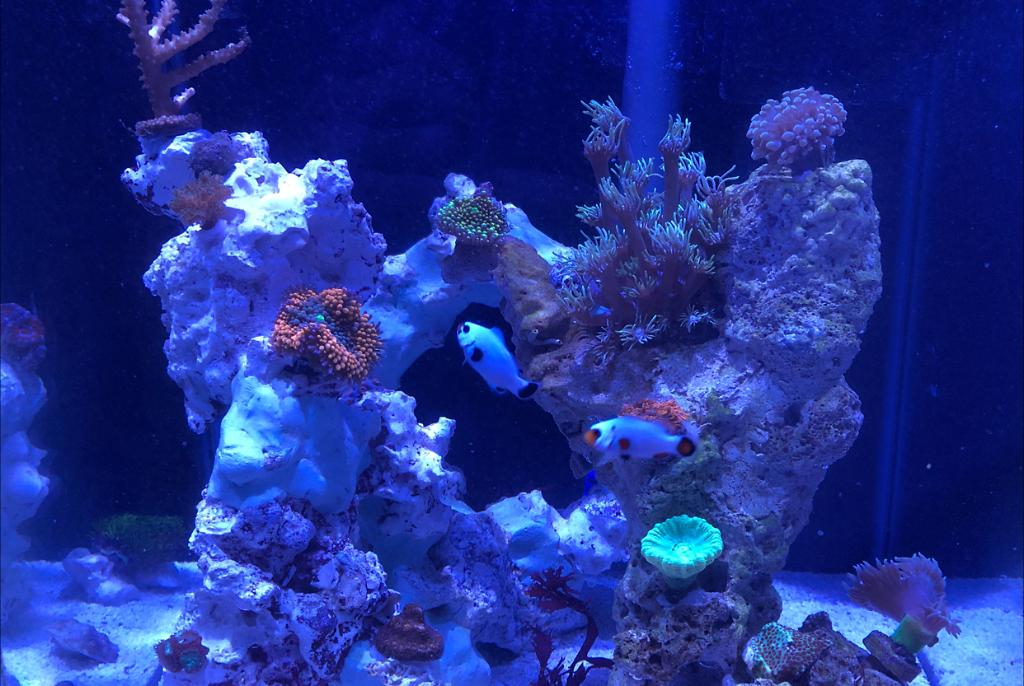 10Gal Mixed Reef Nano. on Feb 8, 2022