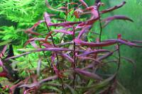 Needle-Leaf Ludwigia